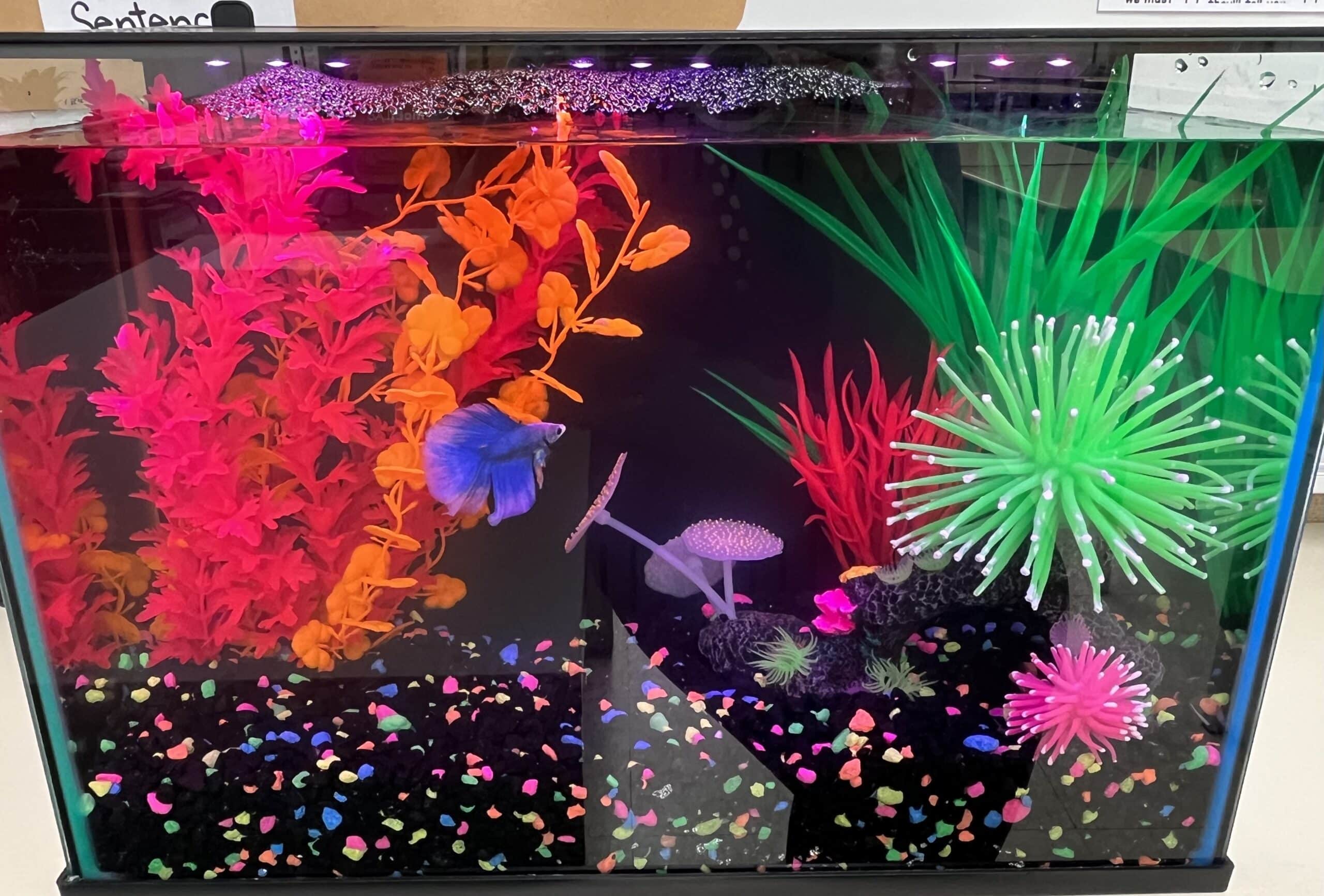 Teachers Get a Free Classroom Pet!
