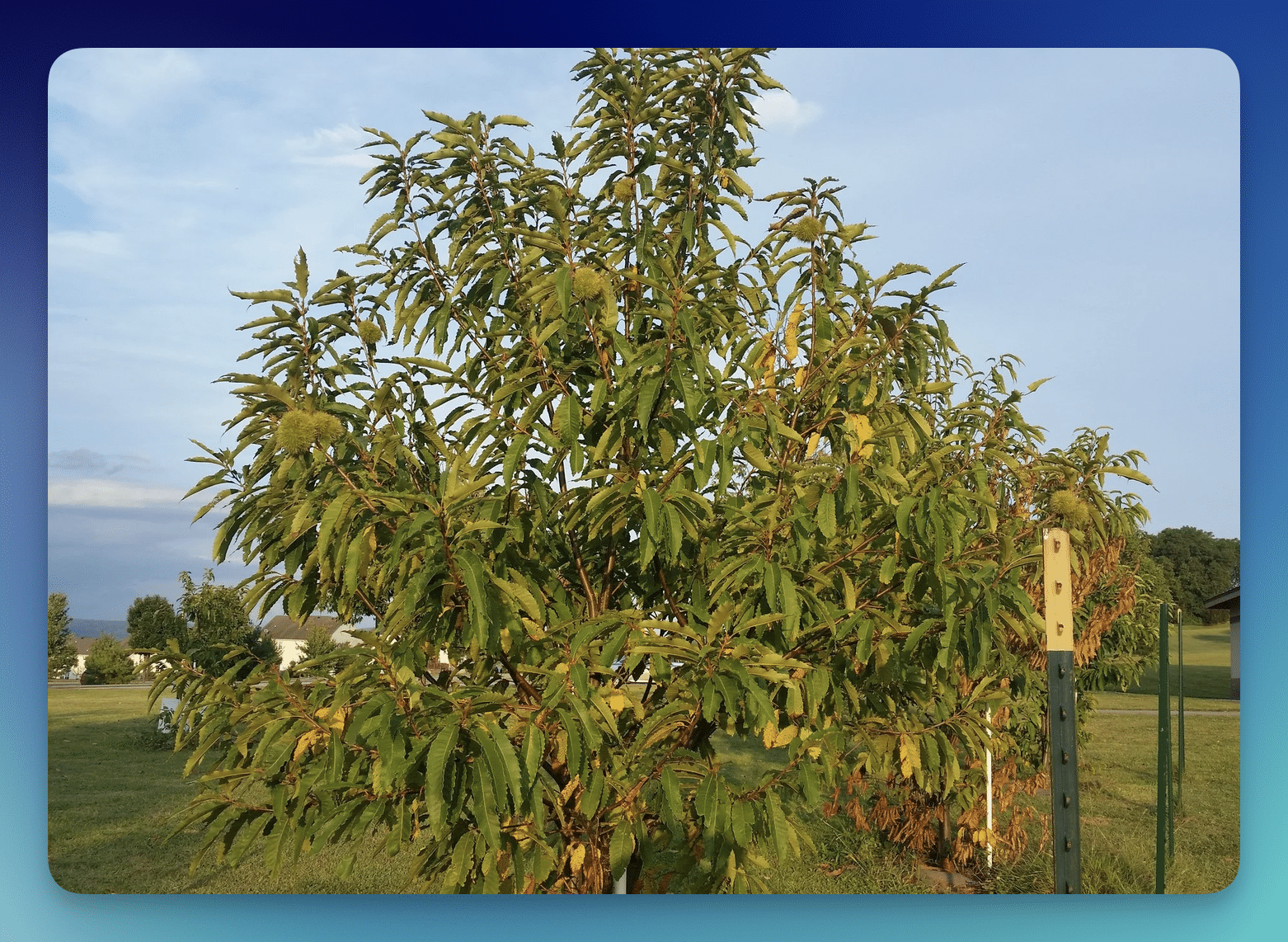 FREE American Chestnut Tree Nut