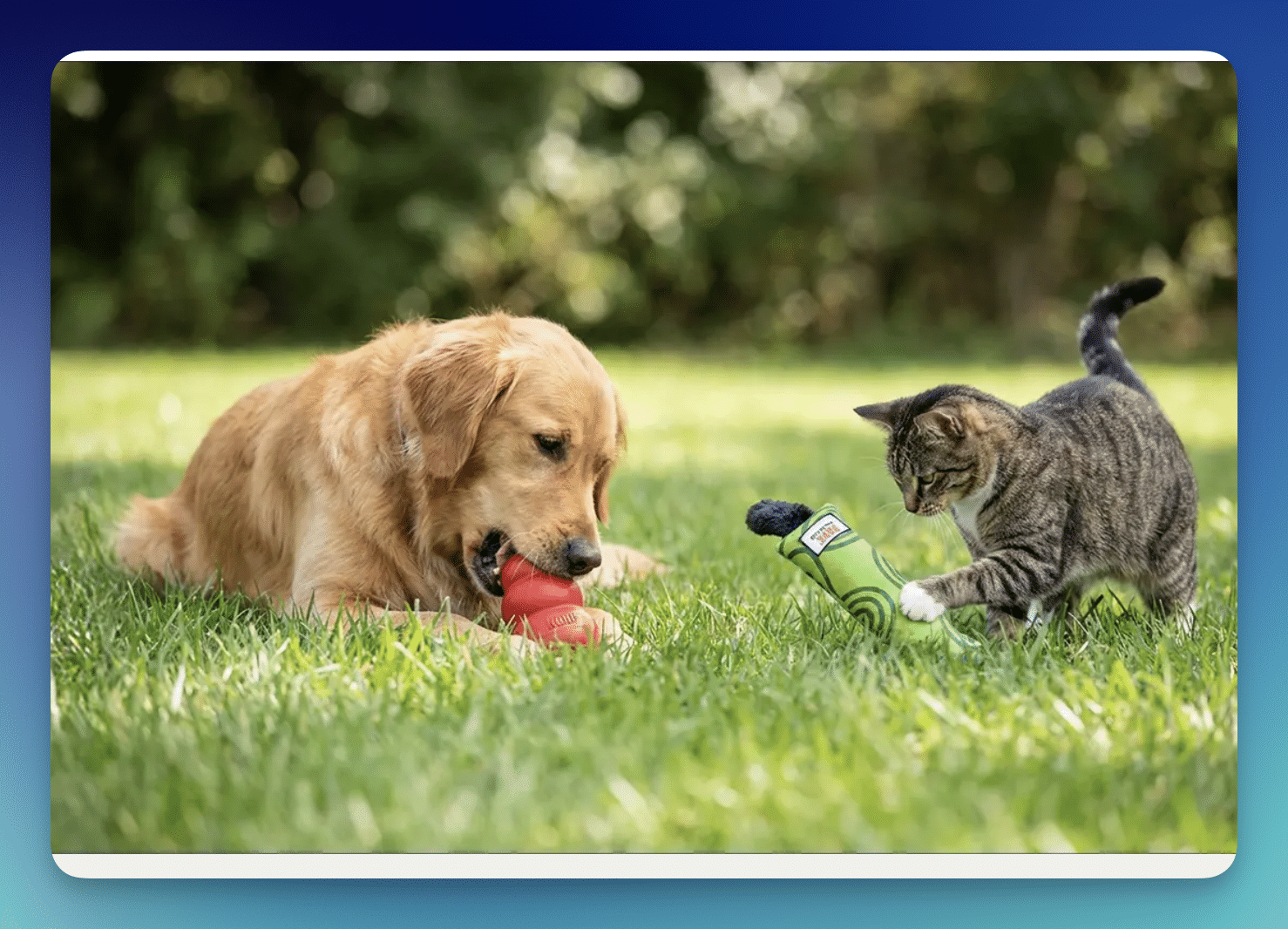 FREE Kong Dog or Cat Toy from NexGard for Pets